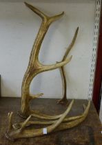 Four assorted deer antlers