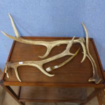 Four assorted deer antlers