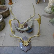 Two pairs of mounted deer antlers and a pair of mounted cow horns