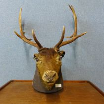 A mounted taxidermy stags head