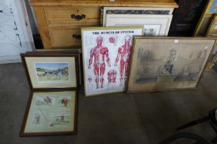 Two anatomical prints of the muscular system and skeletal system and assorted paintings and prints
