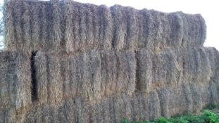 19No. 2022 Hesston Spring Barley Straw Bales