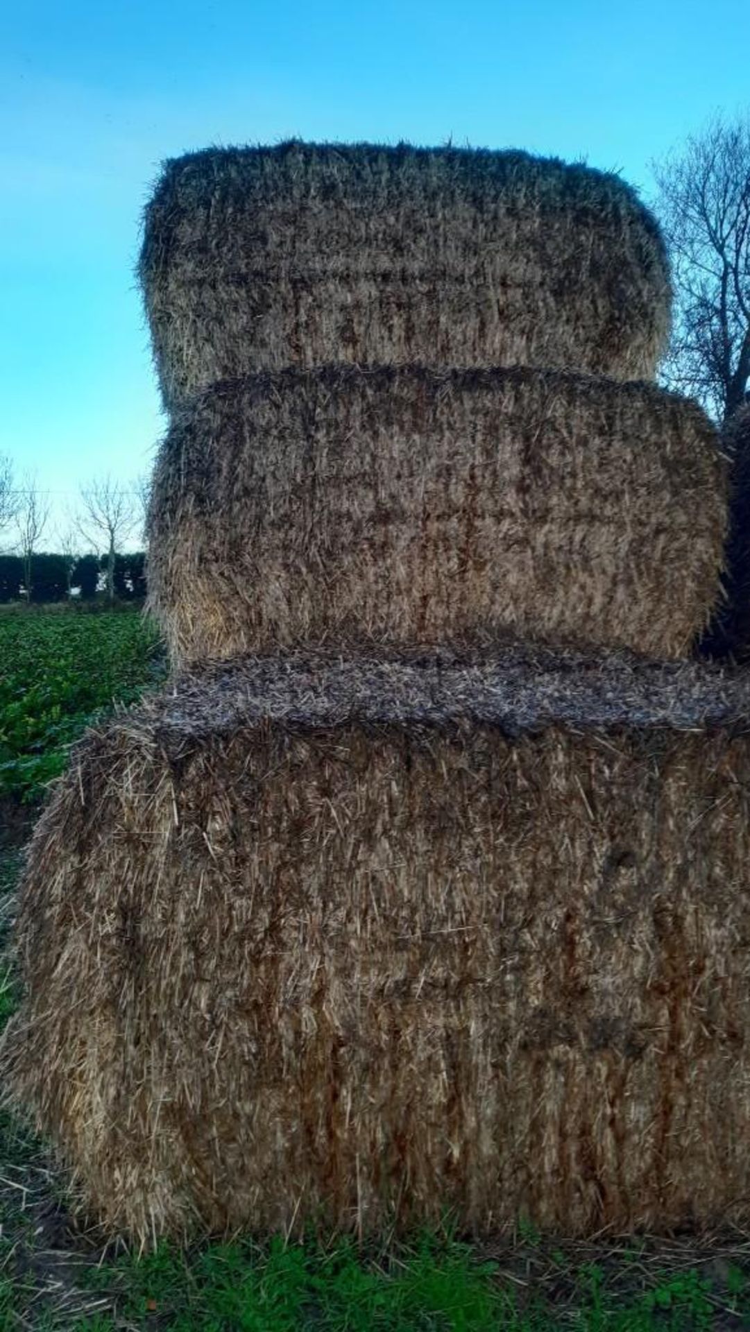 19No. 2022 Hesston Spring Barley Straw Bales - Image 2 of 2