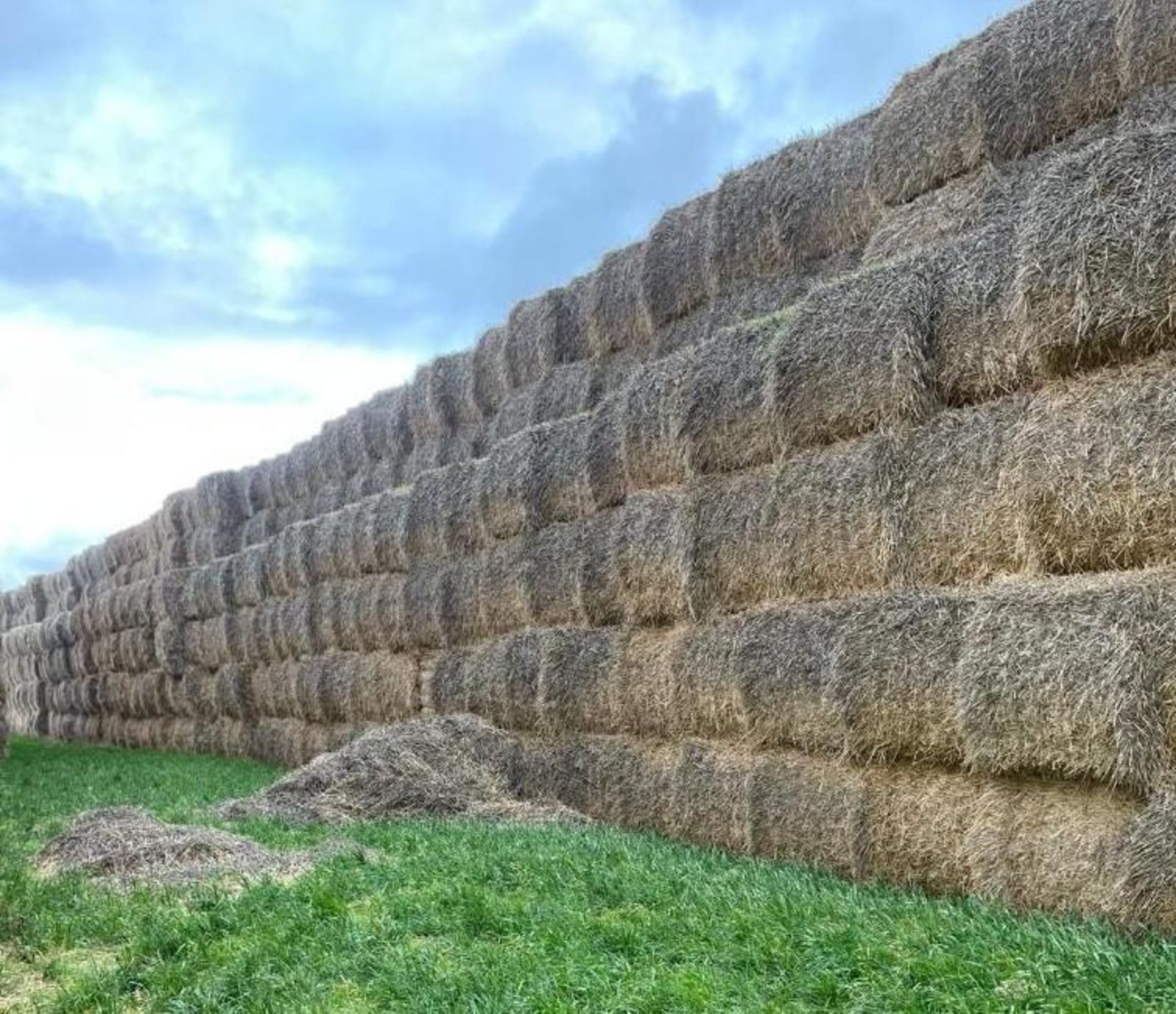 500No. 2022 Wheat Straw Bales