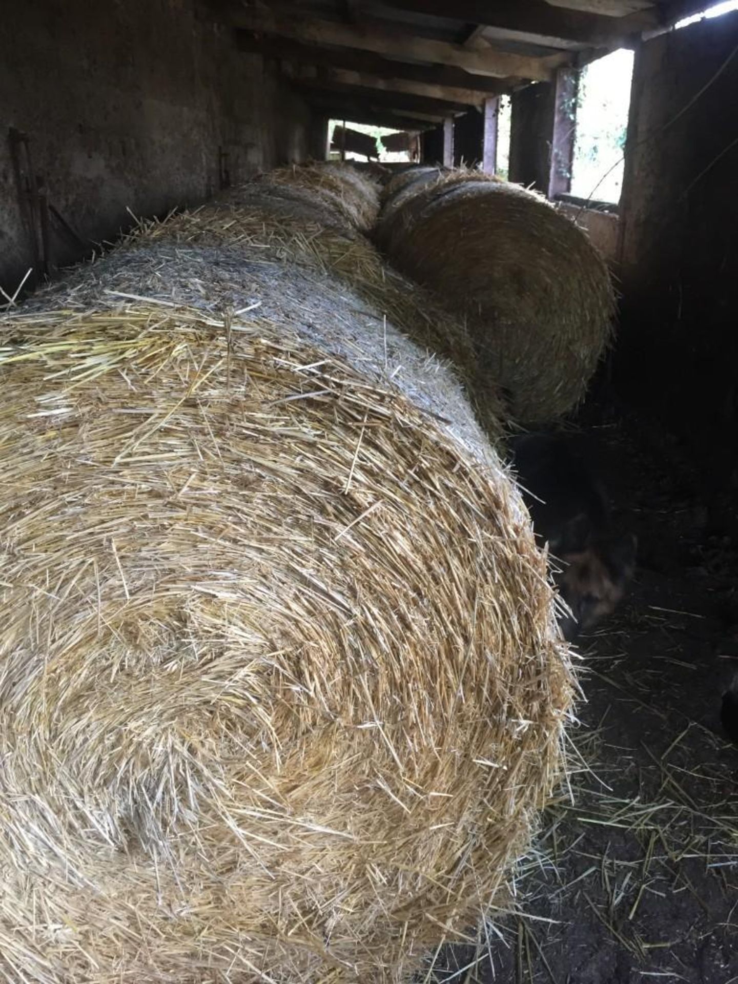 140No. 2021 5ft Round Straw Bales - Image 2 of 2