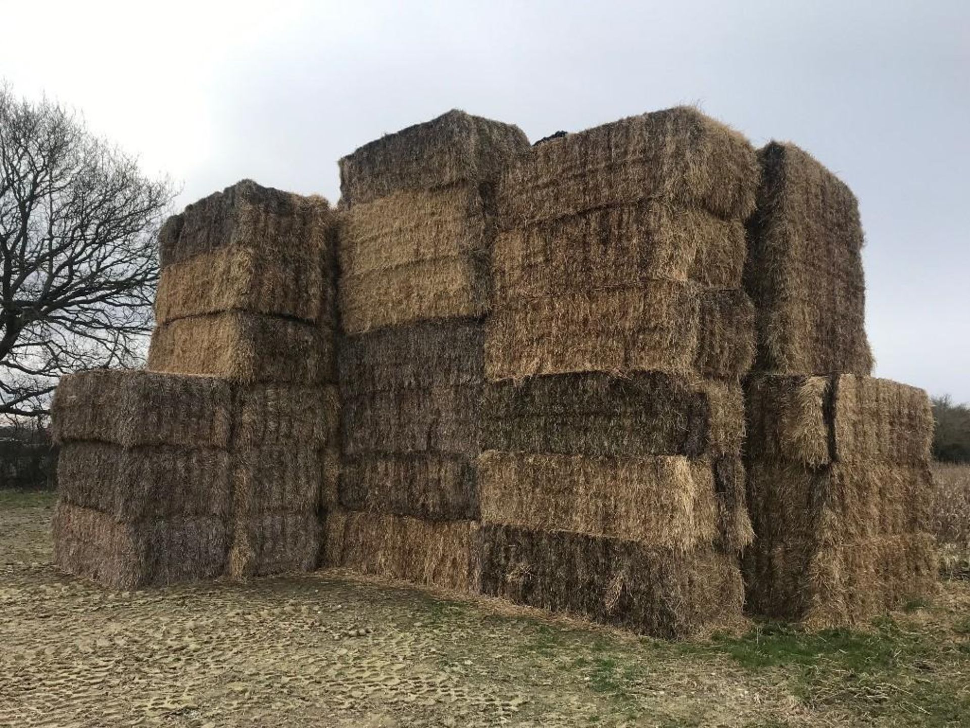 85No. 2021 Winter Barley Straw Bales - Image 2 of 3