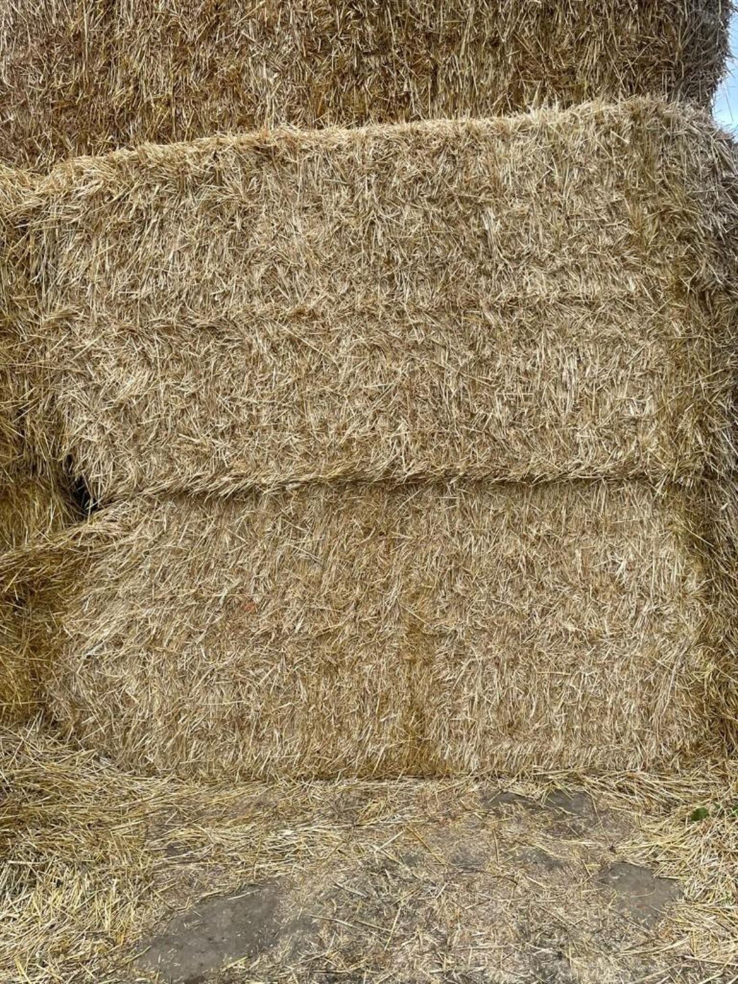 500No. 2022 Wheat Straw Bales - Image 2 of 2