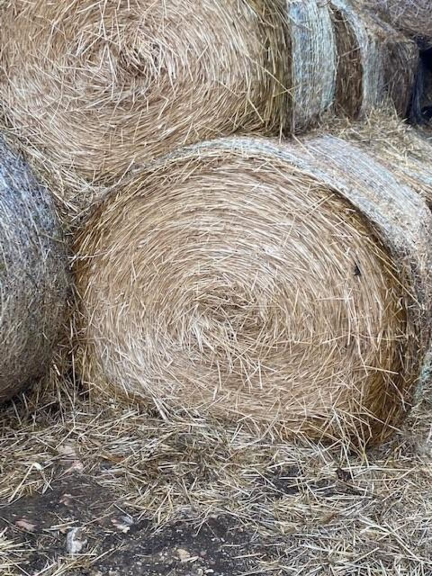 60 x 2022 Oat Straw Bales - Image 2 of 3