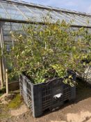 Portuguese laurel tree in dolav