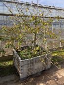 Portuguese laurel tree in dolav