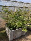 Portuguese laurel tree in dolav