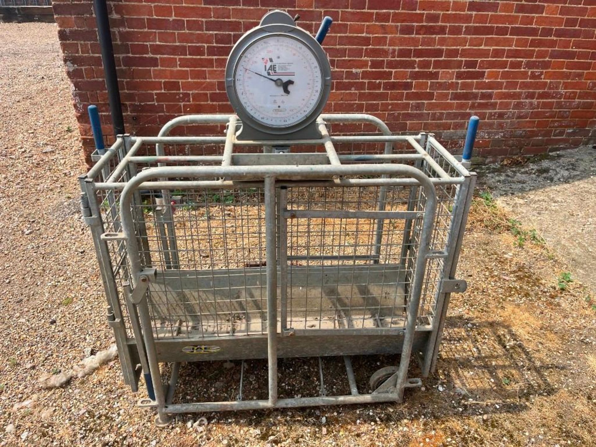 IAE Lamb Weigher