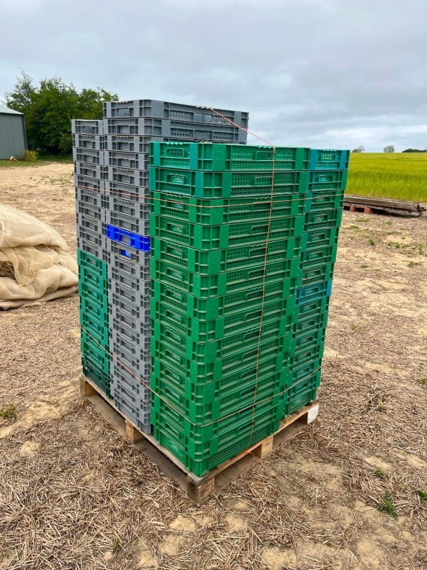 Misc Pallet of Plastic Vegetable Crates - Image 2 of 2