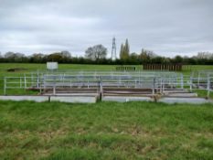 Sheep walk through troughs