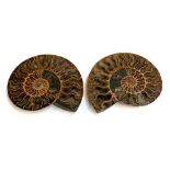 A dissected ammonite fossil, Moroccan or Madagascan, cut and polished, 22cmW