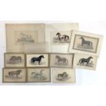 Equine Interest: A series of coloured engravings of horses, mounted in gilt, approx. 9x16cm,