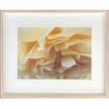 J Stevens, photoart on watercolour paper, 'Buff Beauty Rose', signed and dated 2006, numbered 1/