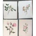 Four 19th century watercolours of roses, each approx. 19x21.5cm