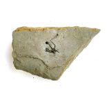 A fossilised brittle starfish, the fossil approx. 4cm across, the rock 23cm long