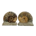 Two Asteroceras ammonite fossils set upright, each approx. 12cmH