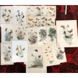 Lepidopterist Interest: A large quantity of 19th and 20th century butterfly prints, some hand