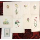 Nine 19th century hand coloured floral prints