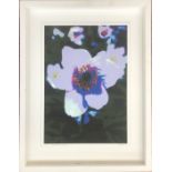 J Stevens, photoart on watercolour paper, 'AJapanese Anemonepple', signed and dated 2007, numbered