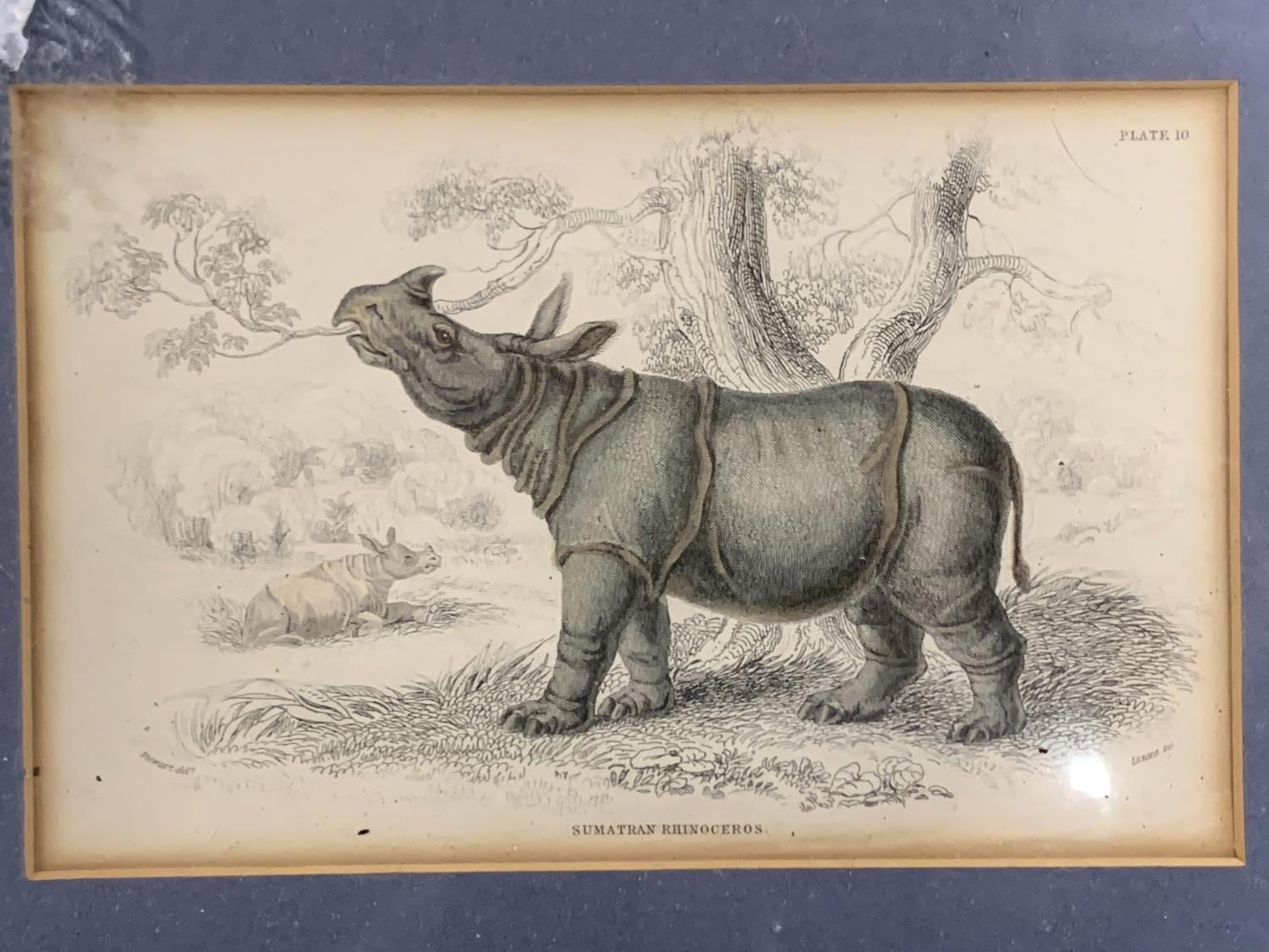 A 19th century coloured hunt engraving, 9.5x15cm; an engraving of a rhino, 10x15.5cm; and a pair - Image 3 of 5