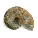 A large liparoceras ammonite fossil, approx. 20cmW