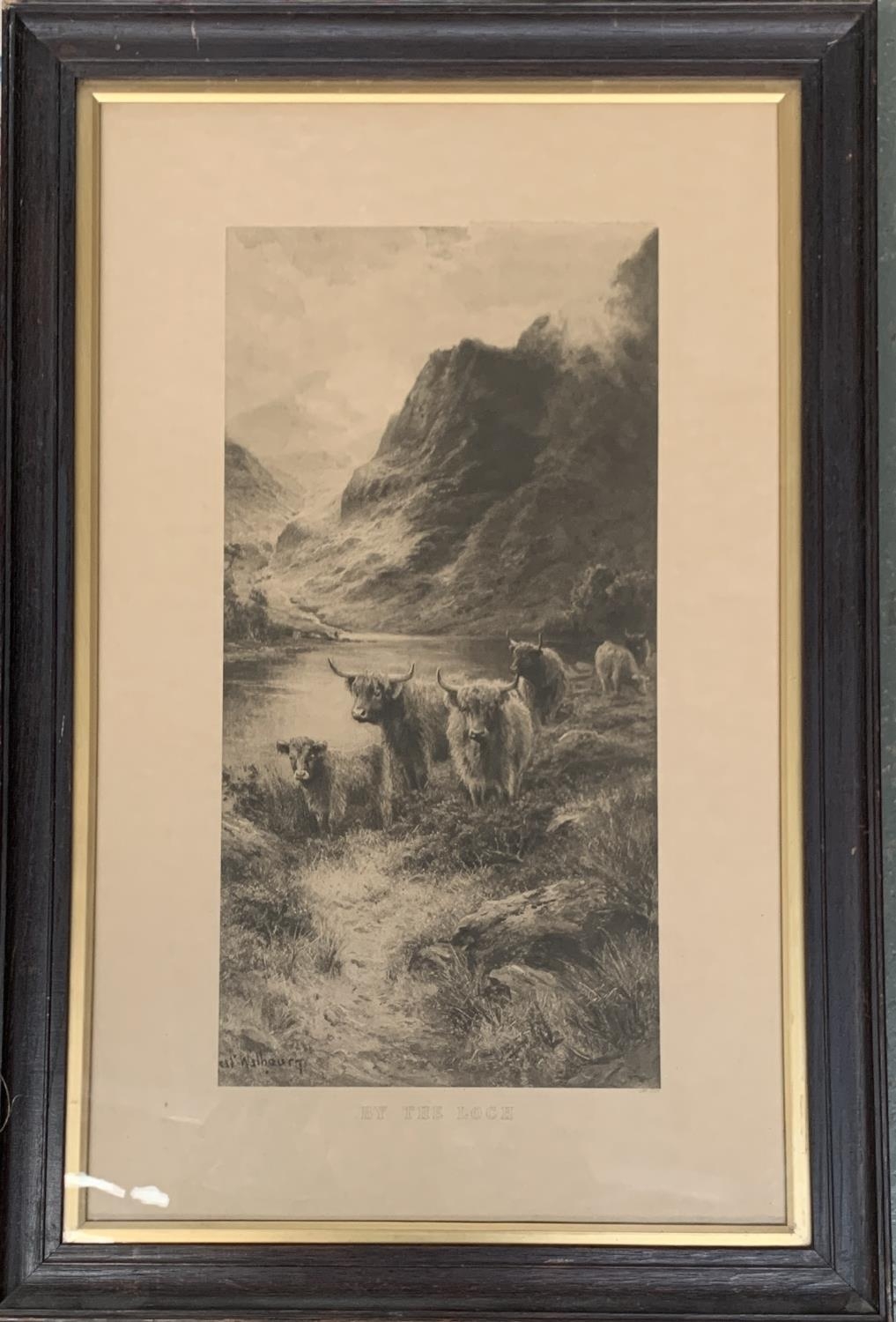 A print of highland cattle, 'By the Loch', 71x45cm