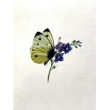19th century watercolour study of a butterfly and flowers, 18x14cm
