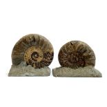 A further pair of Asteroceras ammonite fossils set upright, 10cmH and 12cmH, the smaller with some