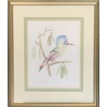 20th century ornithological watercolour of an exotic bird, 28x21.5cm