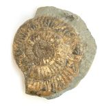 A large ammonite fossil, approx. 32cmW