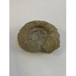 A large ammonite fossil, 22cmW