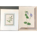 A pair 19th century floral watercolour studies, one of Speedwell Veronica Chamadrys, 18x13cm