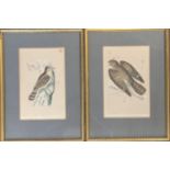 A pair of 19th century ornithological engravings, 'Wryneck' and 'Nightjar', 19x12cm