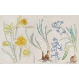 Lucy Humphries (b. 1876), 'Plant Study From Nature No.2', Edwardian ink and watercolour of daffodils