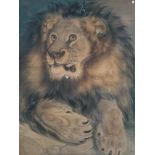 A large pastel study of a lion, in a burr walnut, parcel gilt and velvet frame, 94x67cm