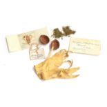 A pair of tiny 19th century leather gloves and a walnut, with a label reading 'Fairy Gloves in a