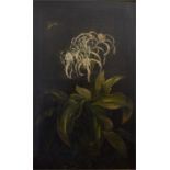 Circle of Pierre-Joseph Redouté (1759 –1840), oil on canvas, a white spider lily and butterfly,