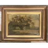 19th century, oil on canvas, study of an oak tree, approx. 20x30cm