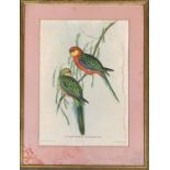 A reproduction print After J Gould and H.C Richter, parrots 'Platycercus Icterotis', 38.5x27.5