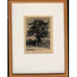 Robert Tilleard (b.1949), 'Holly Tree, Pythouse', etching, signed titled and dated '78, numbered 4/