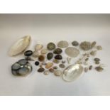 Natural history interest: a quantity of sea shells including angel's comb, sand dollars, and corals