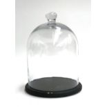 A large glass cloche on a black-painted base. 31cmH