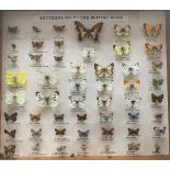 Lepidopterology Interest: A framed and glazed display of Butterflies of the British Isles to include