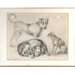 19th century engraving, dog studies, 25x33cm