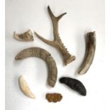 A small antler, several horns, mineral deposits, etc