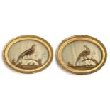 A pair of Georgian silk needleworks depicting fancy birds on stumps, in oval frames, each with glass